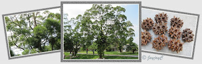 Trees with prickly fruits on the church's grounds, the Church of the Sacred Heart, Kampar in Perak