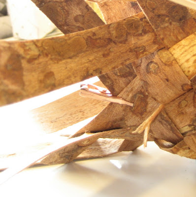 Erin Curry- plaiting bark
