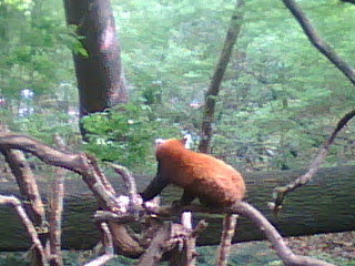 red panda