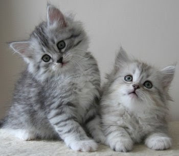 Good cats for people with