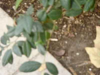 Ma Terre De Bruyere