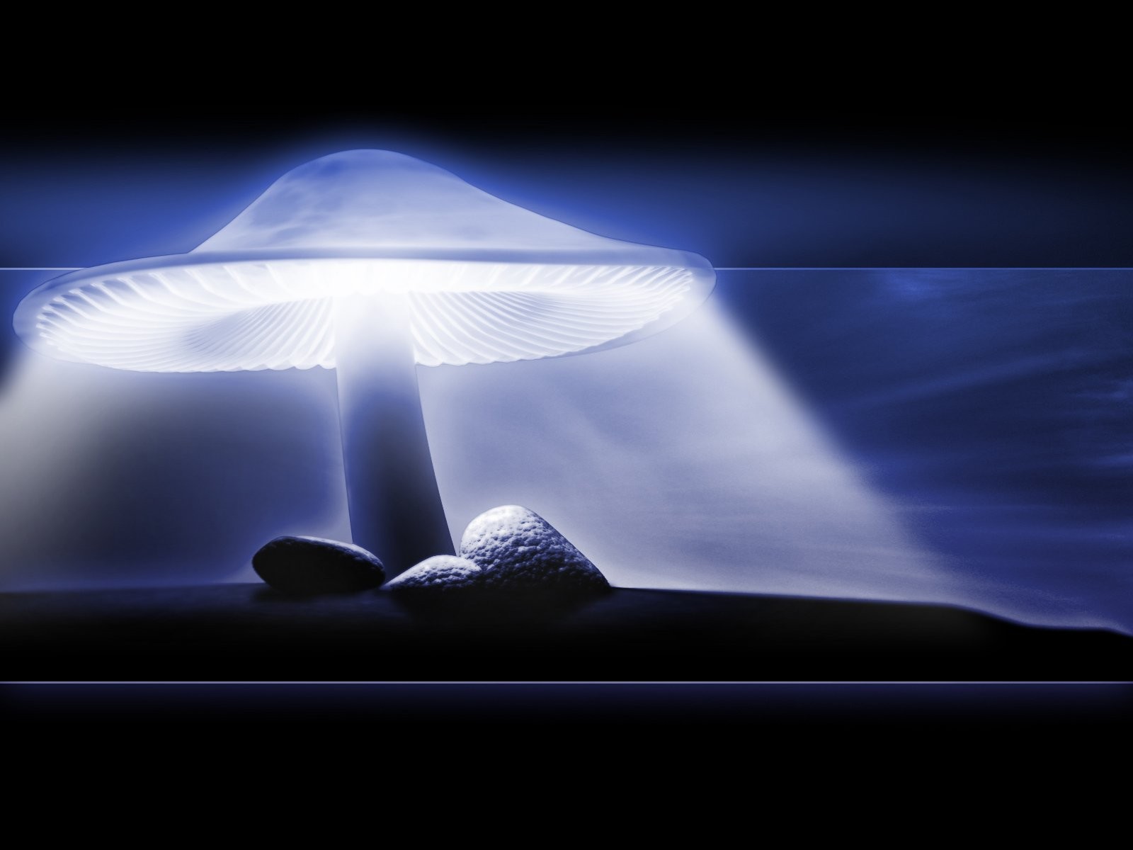 http://4.bp.blogspot.com/_yy-KMXtYQTc/S7j5U5NaTDI/AAAAAAAAABw/S__MrC6S6Io/s1600/Neon_mushroom.jpg