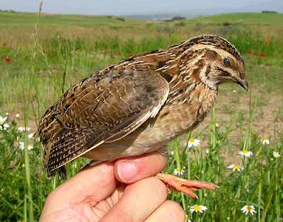 Ball-trap avec des cailles vivantes en Espagne