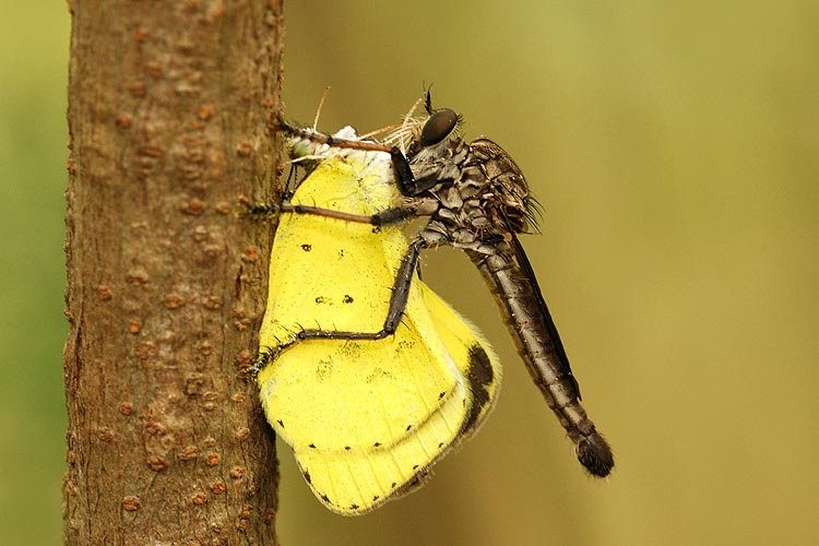 Butterflies of Singapore: Butterfly Predators - Death in the Wind