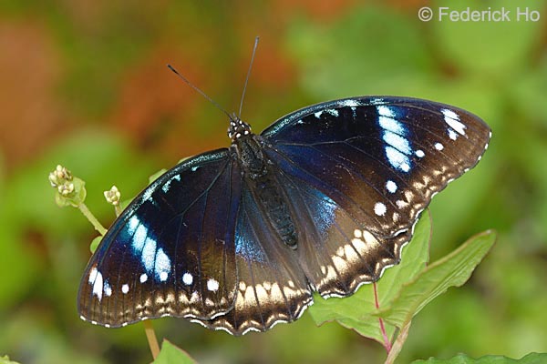 [Jacintha4-Federick.jpg]