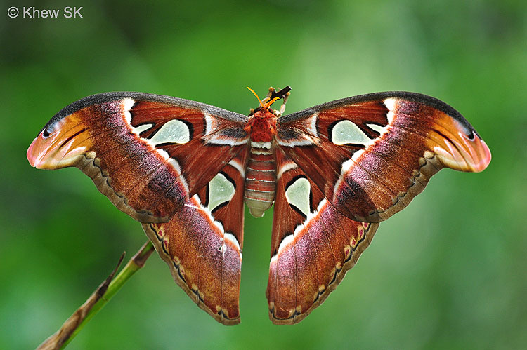 A newly-eclosed Atlas Moth - a common moth species found at MOG