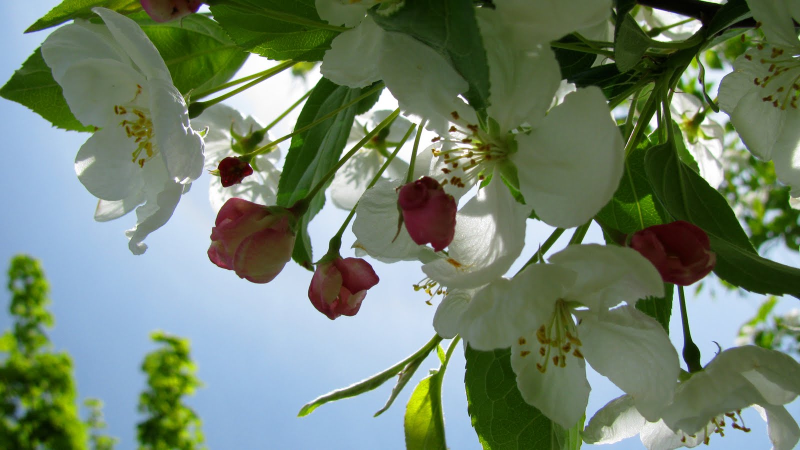 Pictures Of Blossom