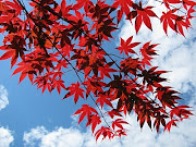 I happened to catch these glowing crimson leaves as they strayed across the .