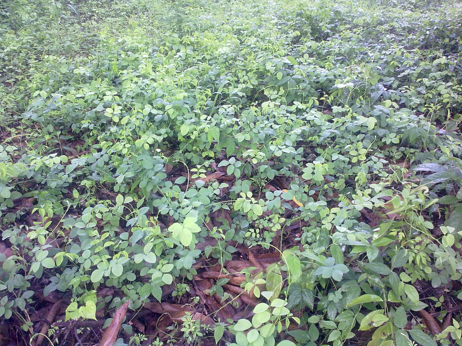 Uso de abonos verdes