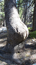 Tree Booty