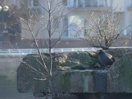 moorhen