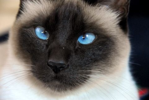 siamese cats siamese cats