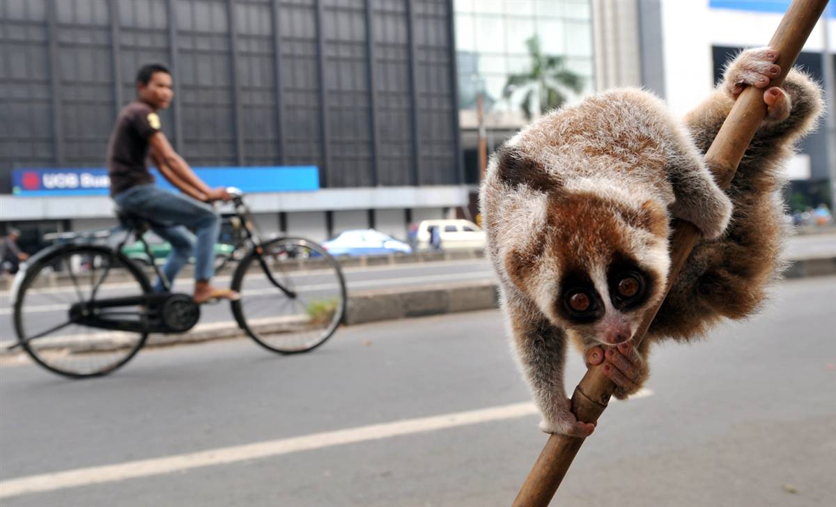 [lemur.jpg]