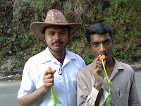 Carrots at Moonar hill top