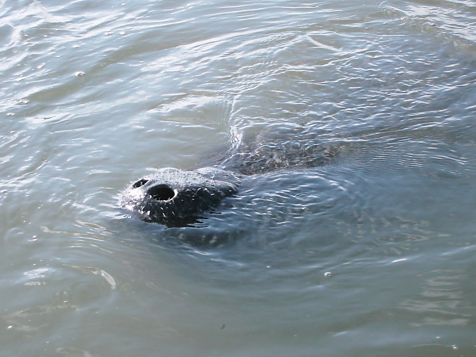 Mating Manatees
