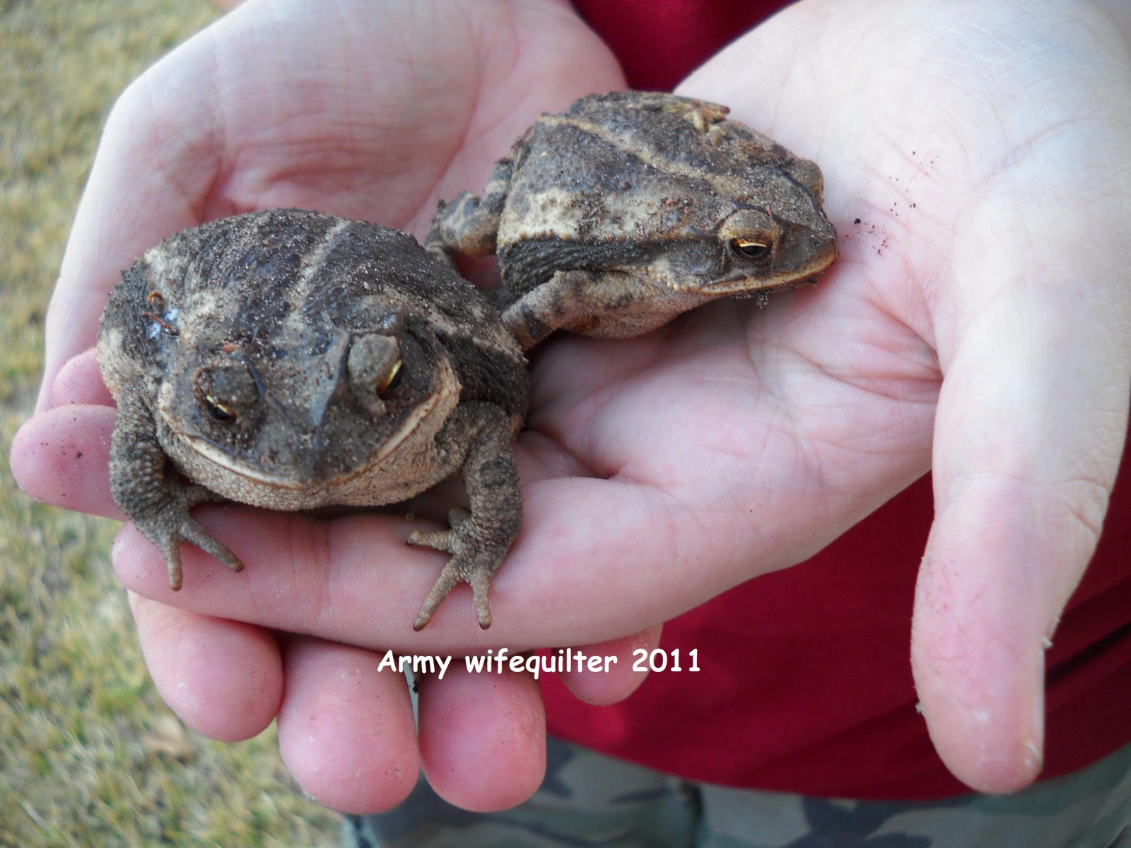 Army Wife Quilter: Disturbed Frogs Hibernation