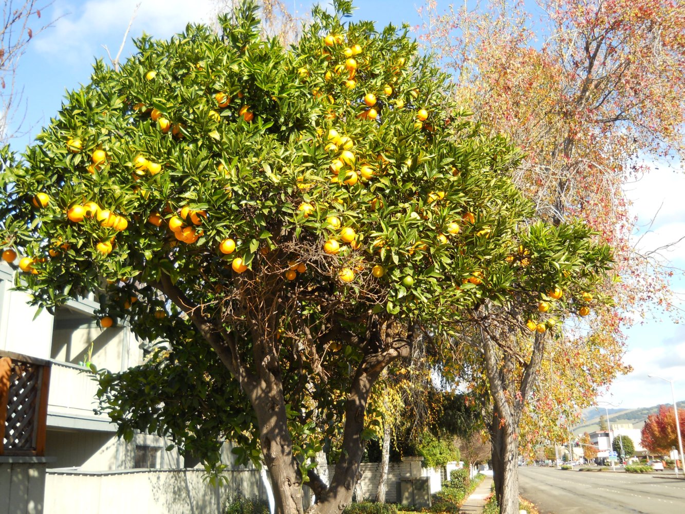 Romantic Ruminations Good Old Days Orange Tree