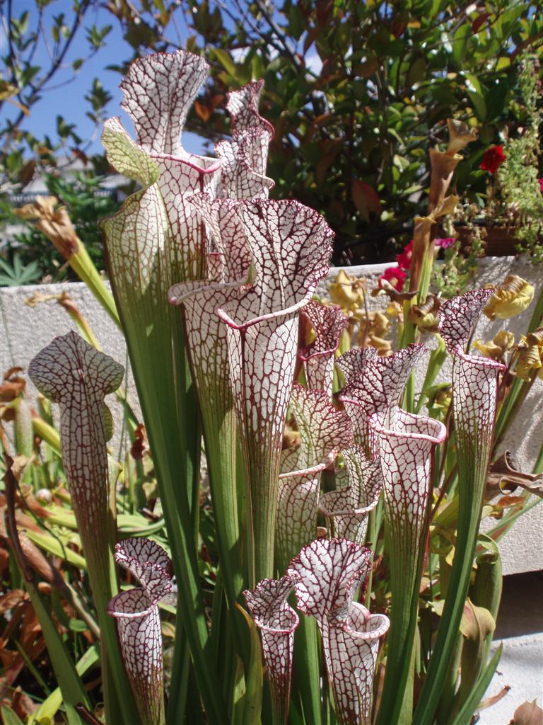 rencontre amoureuse pour ado belgique