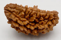 One Mukhi Rudraksha Beads Oval & Round Shaped