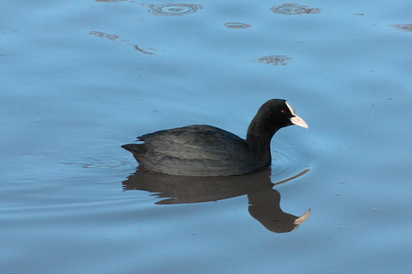 [2009-01-18+-+09-52+-+Mill_Lakes+-+Coot.jpg]