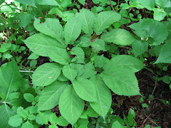 A rare 5-prong natural ginseng!