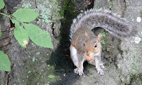 A squirrel in Piedmont Park