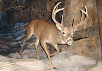 Deer in the A Walk Through Time in Georgia exhibit