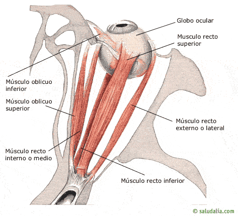 EJERCICIO MUSCULO OBLICUO ejercicio musculo oblicuo:
