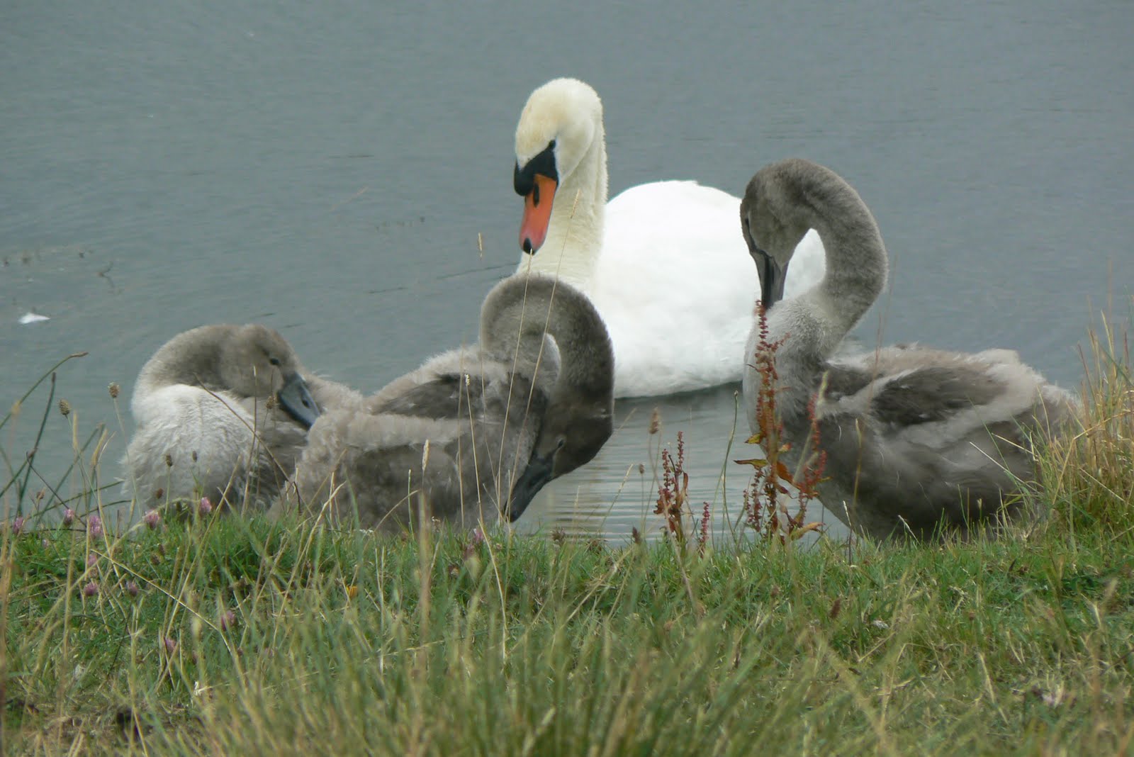 Hybrid Black & Mute Swan ThePluckyHaggis My gallery The