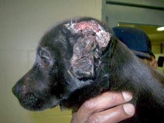 Reason For Cropping Dogs Ears Reason For Cropping Dogs Ears