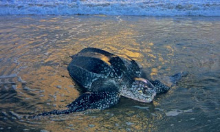 Deepest Diving Sea Turtle Deepest Diving Sea Turtle