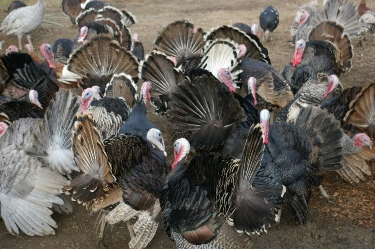 meat We sell turkeys