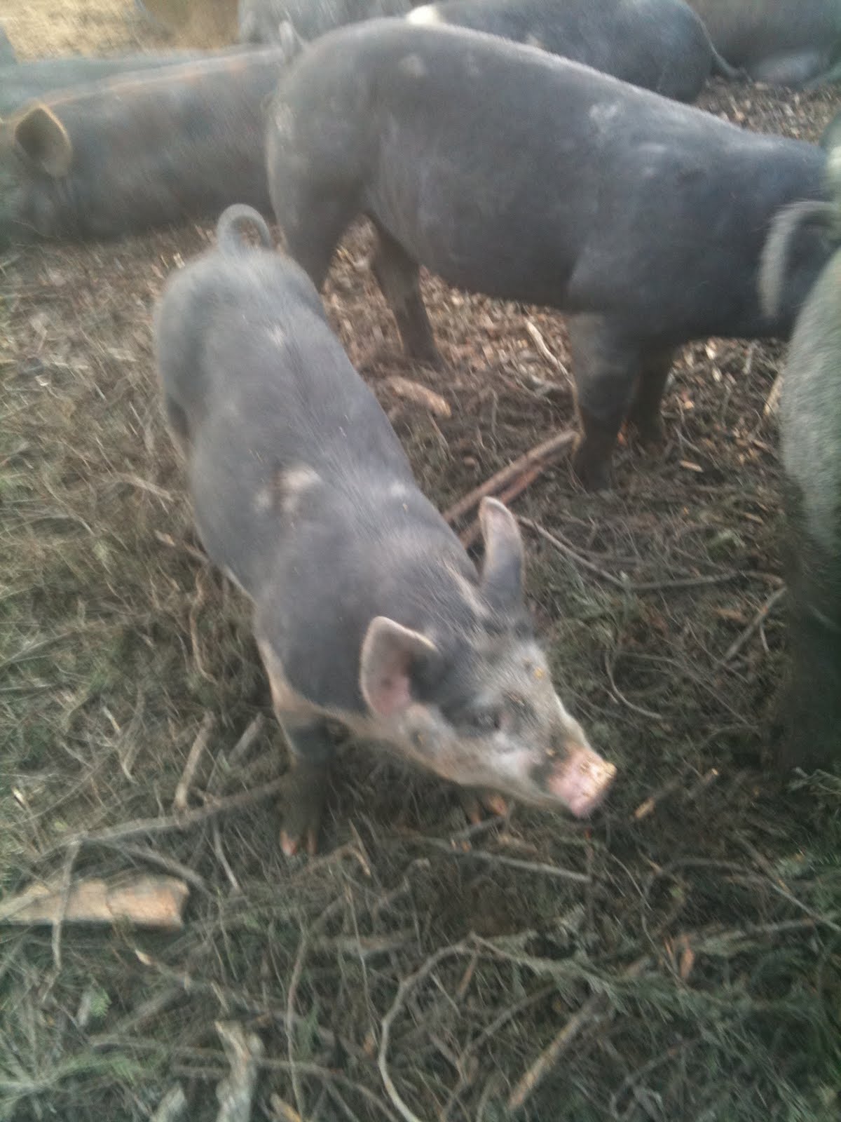 meat Feeder pigs for sale