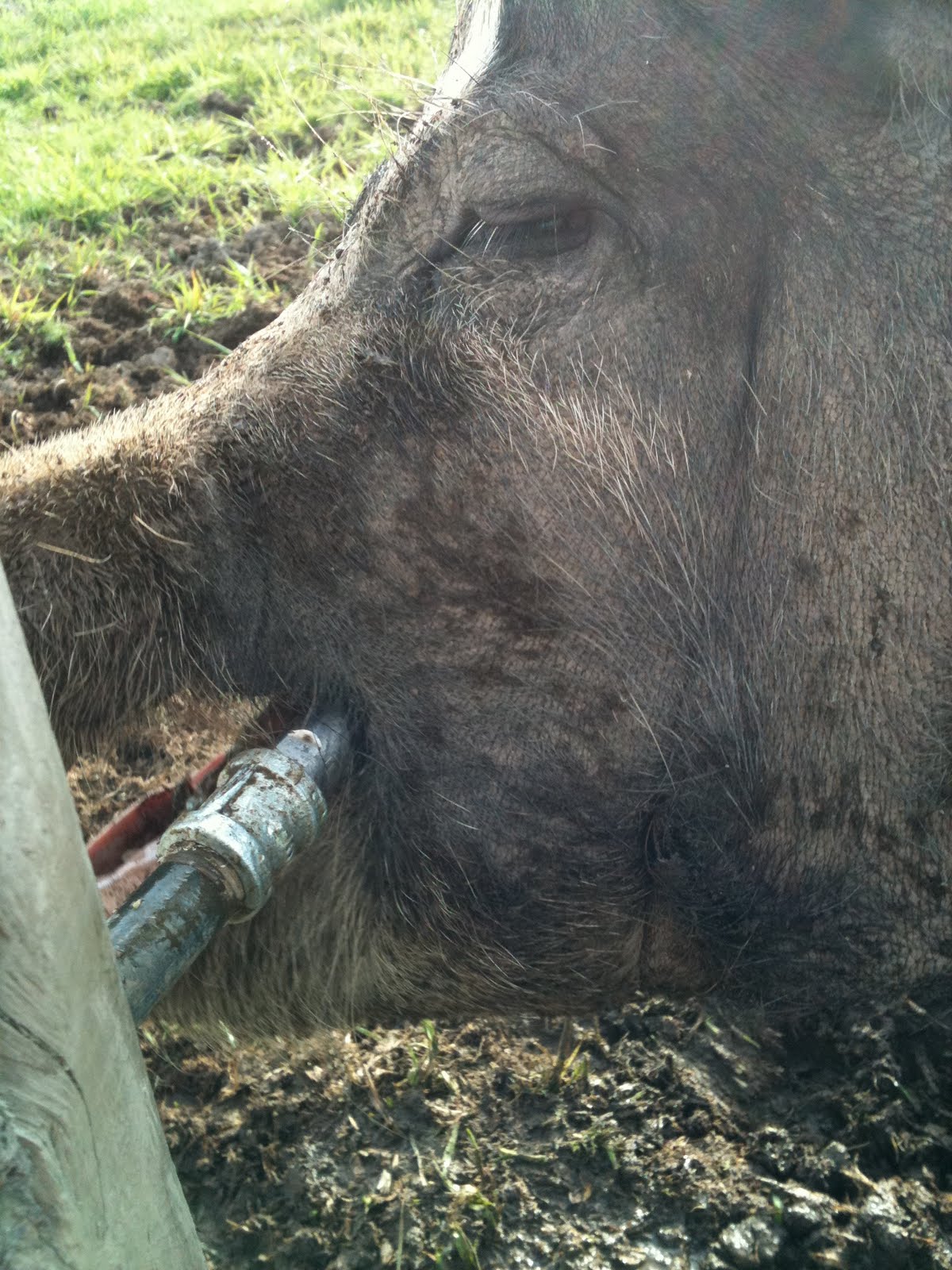 meat Automatic water for pigs or sheep (part 1)