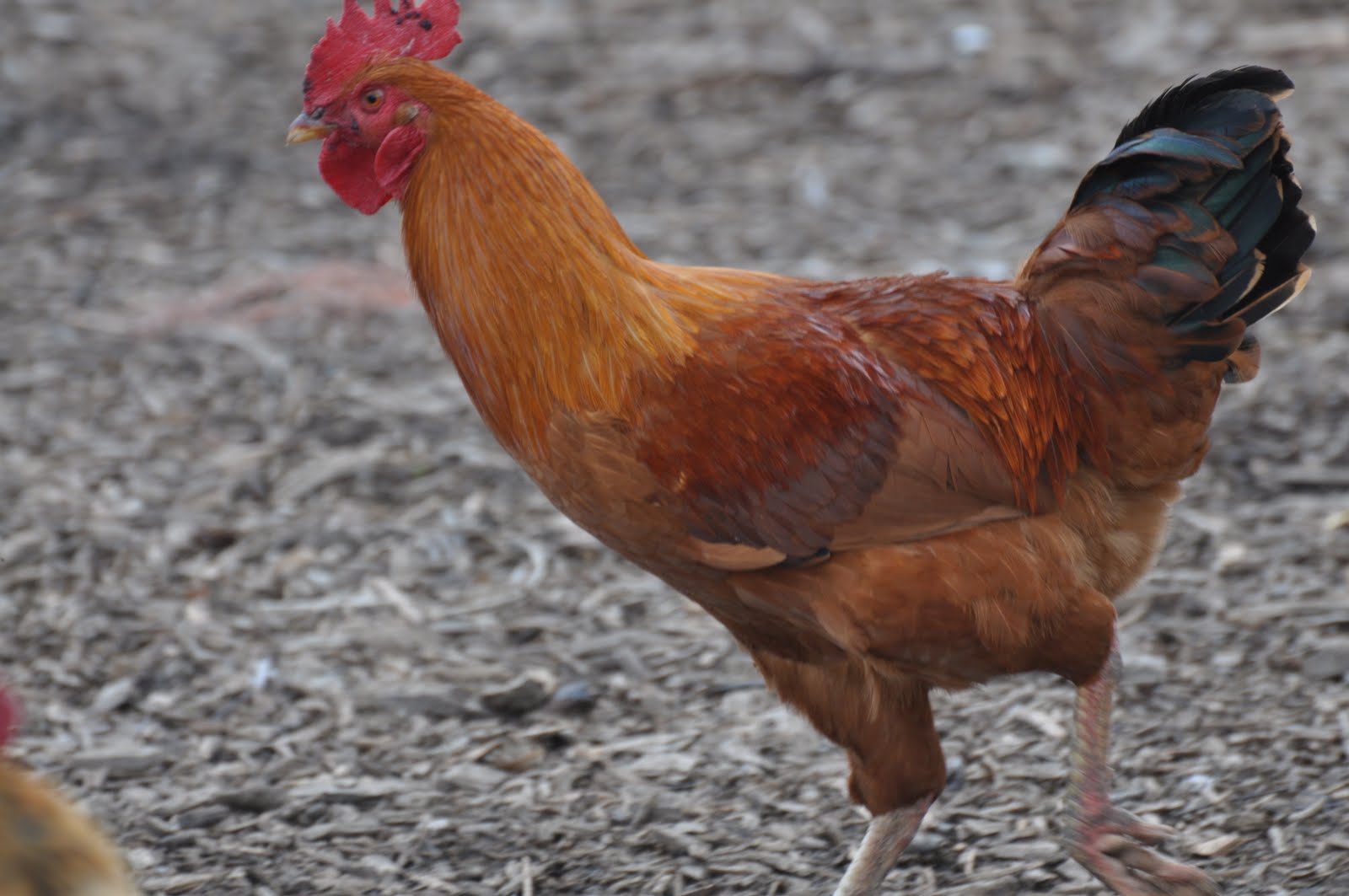 meat Heritage roosters