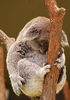 koala durmiendo