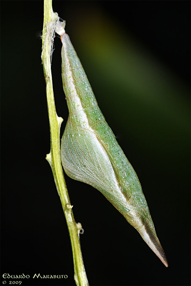 [IMG_2848-Anthocharis-euphenoides_pupa_web.jpg]