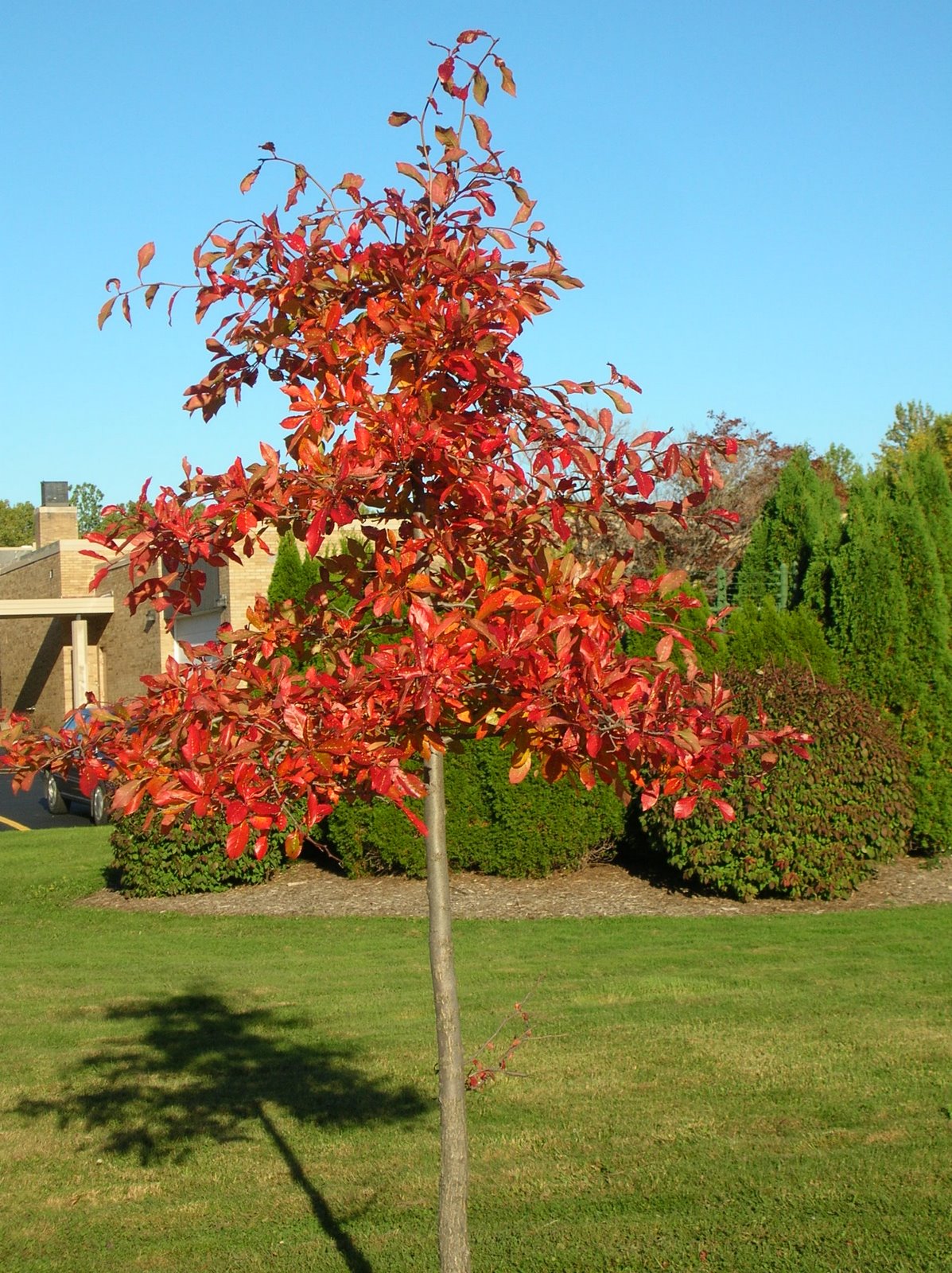 [RedTree.JPG]