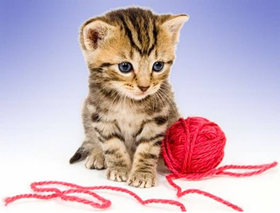 [Kitten+&+Yarn.jpg]