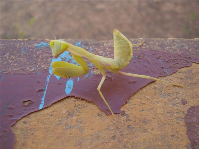 Random creature hanging out on my front porch