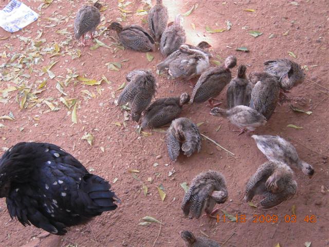 Guinea Fowl Babies