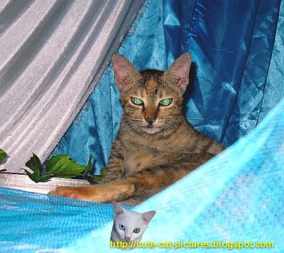 young tabby cat kitten picture
