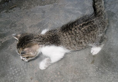 gambar anak kucing comel