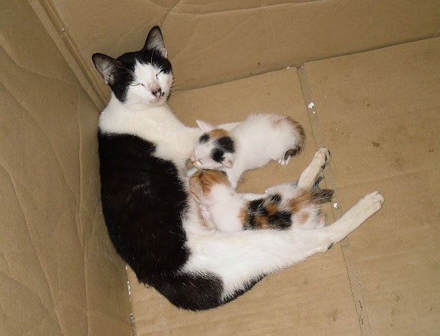 gambar ibu kucing tengah menyusukan anak