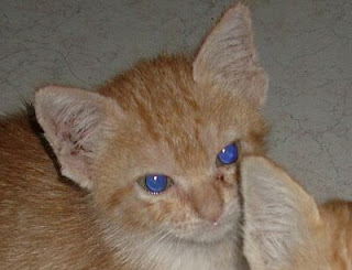 picture of blue kitten eyes