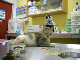 comel went to vet clinic