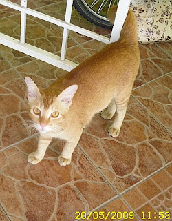 fadzli cat pictures