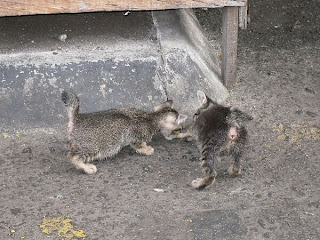 cute abandoned kitten imaje-1