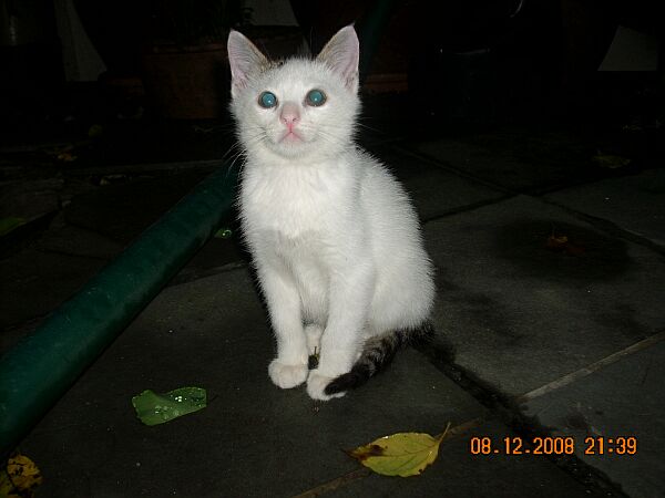 gambar anak kucing putih