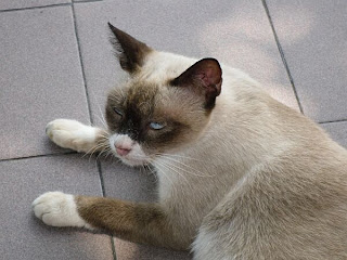 Burmese cat